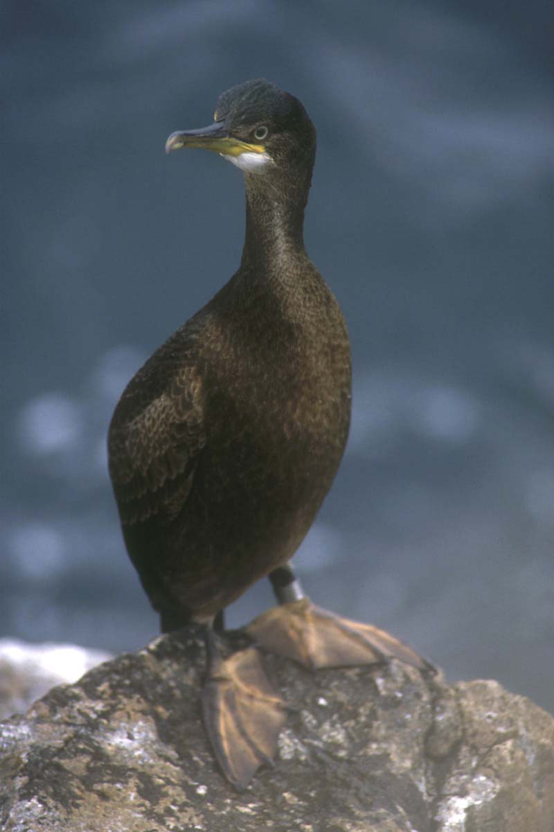 Cormoran huppé (<em>Phalacrocorax aristotelis</em>) : adulte en plumage hivernal. Les Cormorans sont des   oiseaux qui pêchent en nageant sous l'eau (propulsion par leurs pattes   palmées). Afin de plonger plus facilement, leur plumage n'est pas   complètement étanche, il s'alourdit d'eau, si bien que lorsque l'on voit   un cormoran nager, on ne voit que le cou et la tête (le corps est sous   l'eau). Autre conséquence de cette adapation, on voit souvent les   cormorans au bord de l'eau avec les ailes écartées, en train de se   sécher au soleil.