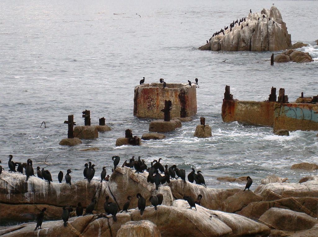 Cormorans de Brandt (<em>Phalacrocorax penicillatus</em>).
Ces cormorans vivent souvent près des côtes rocheuses, ils pêchent sous l'eau des poissons et des crustacés.