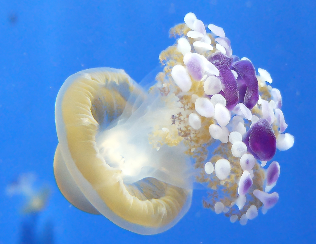 Méduse œuf au plat, <em>Cotylorhiza tuberculata</em>, ainsi appelée en raison de son  ombrelle blanche et jaune, en forme de disque relevé au centre, qui ressemble à un œuf cuit au plat.
Cette méduse se nourrit de plancton de petite taille, absorbé par les bras buccaux très divisés. Elle vit près de la surface, dans toute la Méditerranée.

