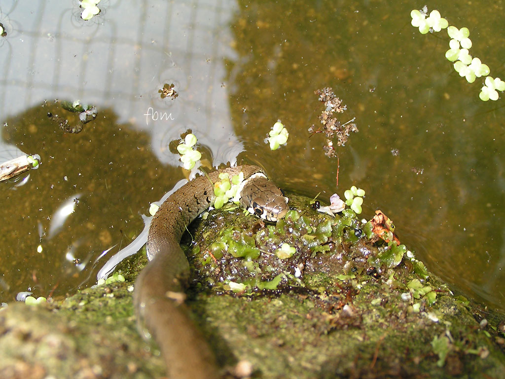 Couleuvre à collier (<em>Natrix natrix</em>) : couleuvre pouvant atteindre 180cm. Elle se nourrit de grenouilles, de crapauds et de poissons. Très craintive et secrète, elle est non venimeuse et inoffensive. Elle nage et plonge très bien, mais elle est moins inféodée à l'eau que la couleuvre vipérine.