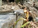 Couleuvre à collier (<em>Natrix natrix</em>) : couleuvre pouvant atteindre 180cm. Elle se nourrit de grenouilles, de crapauds et de poissons. Très craintive et secrète, elle est non venimeuse et inoffensive. Elle nage et plonge très bien, mais elle est moins inféodée à l'eau que la couleuvre vipérine. [6732 views]