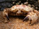 Crabe circulaire (Arthropodes, Crustacés, Décapodes, <em>Atelecyclus undecimdentatus</em> ?). Commun en Atlantique, rare en Méditerrannée, il vit sur les fonds sableux peu profonds, dans la zone de balancement des marées. [12396 views]