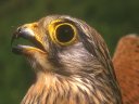 Faucon crécerelle : <em>Falco tinnunculus</em>. Rapace commun d'environ 34 cm. C'est une photo d'un juvénile comme le montre son plumage gris autour de   l'oeil, par la suite, on aura un masque plus contrasté (et encore plus   chez le mâle que chez la femelle). Comme tous les Falconidés, on peut   remarquer un gros oeil rond, un bec pourvu d'une "dent" et une   excroissance à l'intérieur de la narine appelée "frelon", adaptation à   un vol rapide. Capable de faire du surplace en battant rapidement les   ailes, on dit alors qu'il vole en Saint Esprit. Se nourrit   essentiellement de petits rongeurs. Animal protégé comme tous les   Rapaces, peut nicher en ville dans les clochers d'églises (ou autres grands édifices). [7809 views]