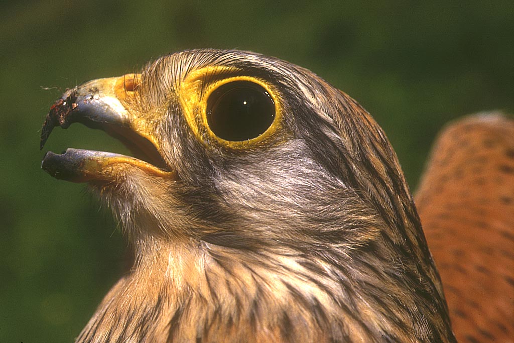 Faucon crécerelle : <em>Falco tinnunculus</em>. Rapace commun d'environ 34 cm. C'est une photo d'un juvénile comme le montre son plumage gris autour de   l'oeil, par la suite, on aura un masque plus contrasté (et encore plus   chez le mâle que chez la femelle). Comme tous les Falconidés, on peut   remarquer un gros oeil rond, un bec pourvu d'une "dent" et une   excroissance à l'intérieur de la narine appelée "frelon", adaptation à   un vol rapide. Capable de faire du surplace en battant rapidement les   ailes, on dit alors qu'il vole en Saint Esprit. Se nourrit   essentiellement de petits rongeurs. Animal protégé comme tous les   Rapaces, peut nicher en ville dans les clochers d'églises (ou autres grands édifices).