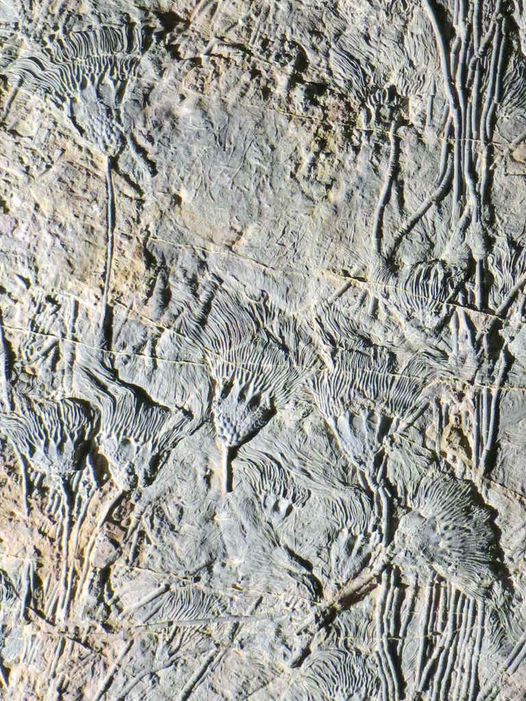 Fossile de crinoïdes (lys de mer). <em>Scyphocrinites elegans</em>, -416 millions d'années (Silurien), Maroc (Erfoud). Les crinoïdes sont des échinodermes qui vivent fixés au substrat par un pédoncule, et dont la bouche est sur la même face que l'anus, au centre d'un cercle de bras tentaculaires. Ceci les distingue des autres échinodermes actuels (étoiles de mer, oursins, ophiures et concombres de mer) qui vivent libres et dont l'anus est opposé à la bouche.