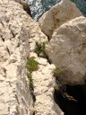 <em>Crithmum martimum</em> (plante halophile) poussant dans la zone des embruns. [27743 views]