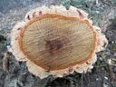 Coupe transversale dans un tronc de Chêne liège (<em>Quercus suber</em> L. de la famille des Fagacées). Le chêne liège est un arbre méditerranéen à feuillage persistant de 10 à 15 m à l'âge adulte. Il a la particularité de produire une très importante couche de liège (suber). Le méristème secondaire subérophellodermique (MSP) est sous épidermique. Il produit au cours des ans, vers l'épiderme une couche importante de liège, et vers le liber quelques couches de phelloderme parenchymateux et chlorophyllien. Le liège est repoussé vers l'extérieur et son élasticité lui permet de rester continu jusqu'au moment où il y a rupture. [22928 views]