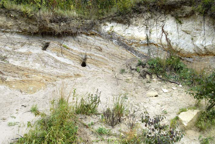 Le front de taille de cette ancienne carrière correspond au Cuisien, anciennement l'Yprésien. Il est constitué de sable, avec des passées argileuses, du lignite et de la tourbe. Nous sommes dans un ancien delta. Au-dessus, à droite de la photo, un banc calcaire lutécien. Dans les éboulis, on trouve de nombreux fossiles de diverses espèces du Lutécien.