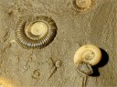 <em>Dactylioceras sp.</em>, Toarcien inférieur, -185 Ma. [12032 views]