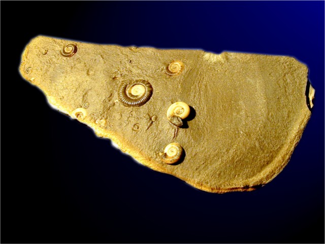 <em>Dactylioceras sp.</em>, Toarcien inférieur, -185 Ma.