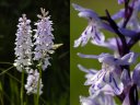 <em>Dactylorhiza fuchsii</em> (Orchidées) appartient au groupe de D. maculata à laquelle elle ressemble fortement.  C'est une espèce assez répandue d'allure très élégante dont les feuilles sont plus petites et très étalées. Ses fleurs portent un labelle profondément découpé dont le lobe central est particulièrement pointu. Les couleurs vont du très blanc au violet pâle. Sa floraison s'étale de mai à juillet. [27307 views]