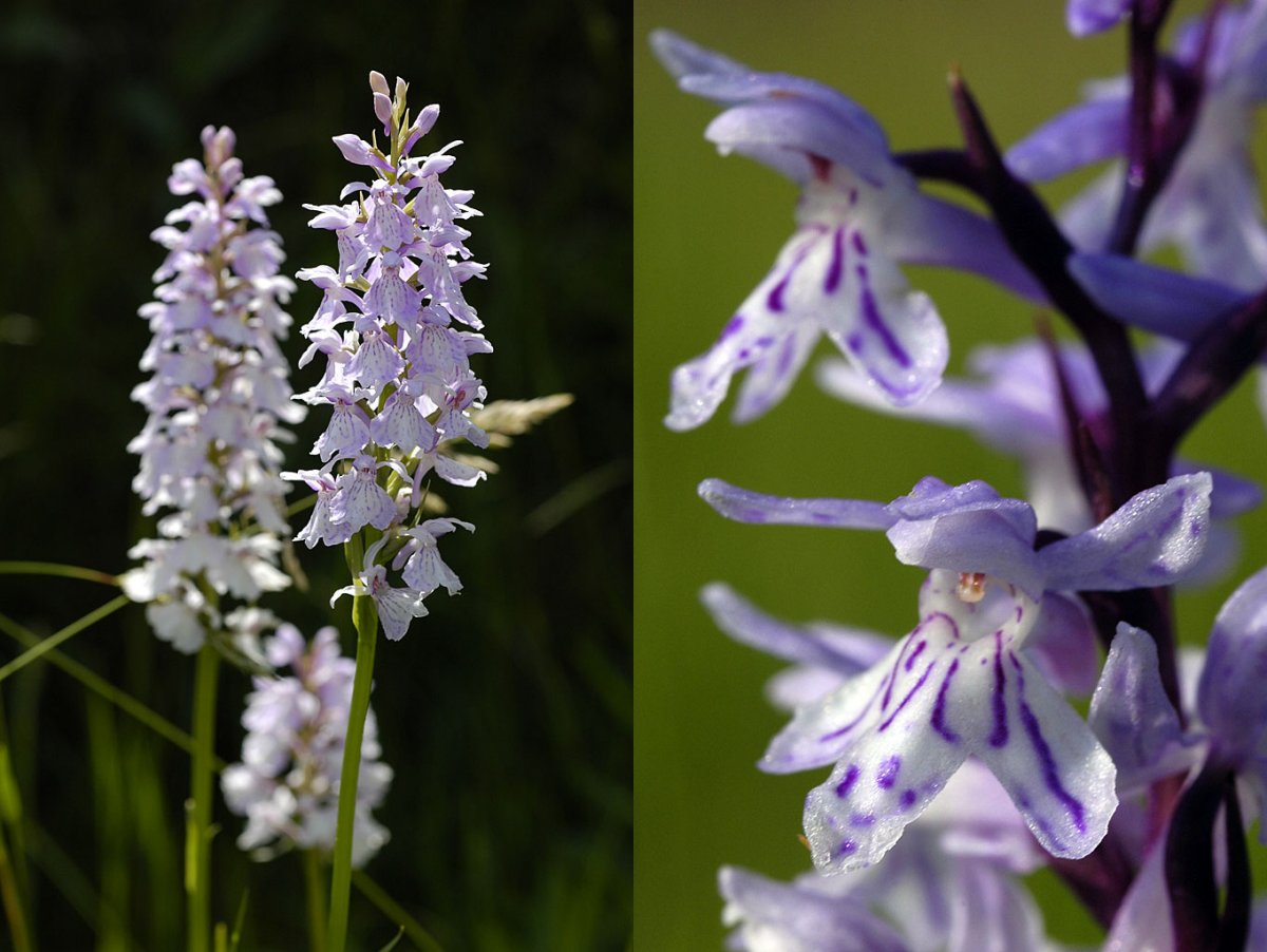 <em>Dactylorhiza fuchsii</em> (Orchidées) appartient au groupe de D. maculata à laquelle elle ressemble fortement.  C'est une espèce assez répandue d'allure très élégante dont les feuilles sont plus petites et très étalées. Ses fleurs portent un labelle profondément découpé dont le lobe central est particulièrement pointu. Les couleurs vont du très blanc au violet pâle. Sa floraison s'étale de mai à juillet.