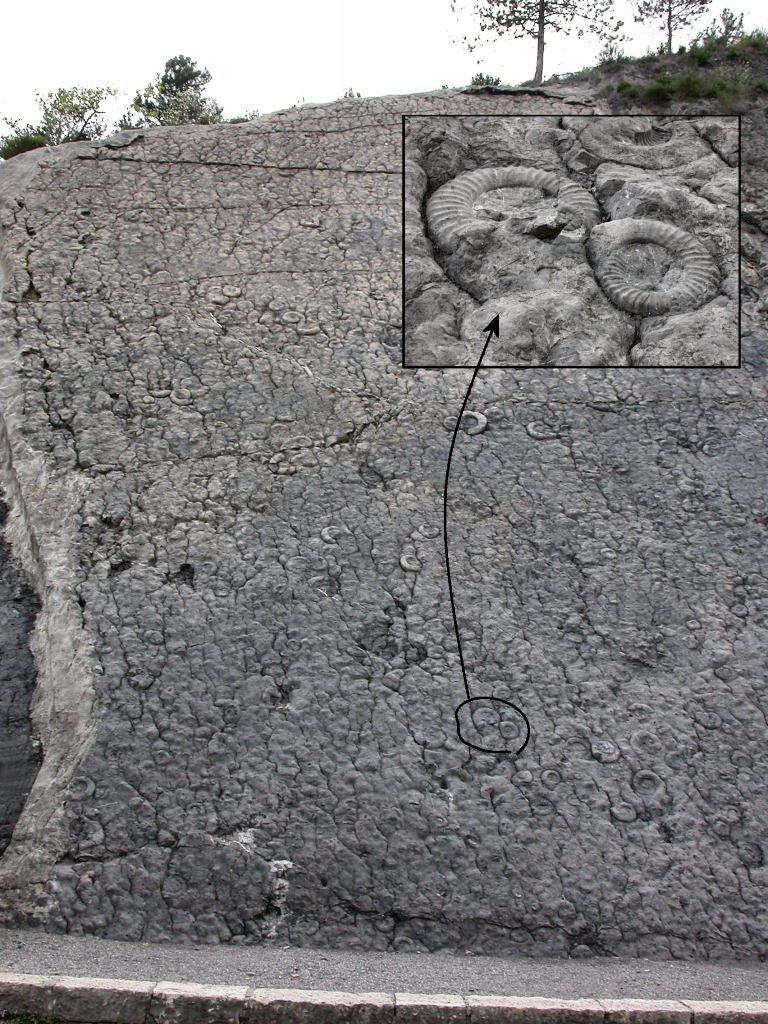 Dalle à ammonites. Cette dalle calcaire renferme plus de 1500 coquilles d'ammonites fossilisées d'âge Sinémurien. La plupart appartiennent à l'espèce <em>Coroniceras multicostatum</em>.