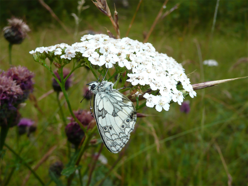 Papillon demi-deuil (<em>Melanargia galathea</em>) après l'averse.
