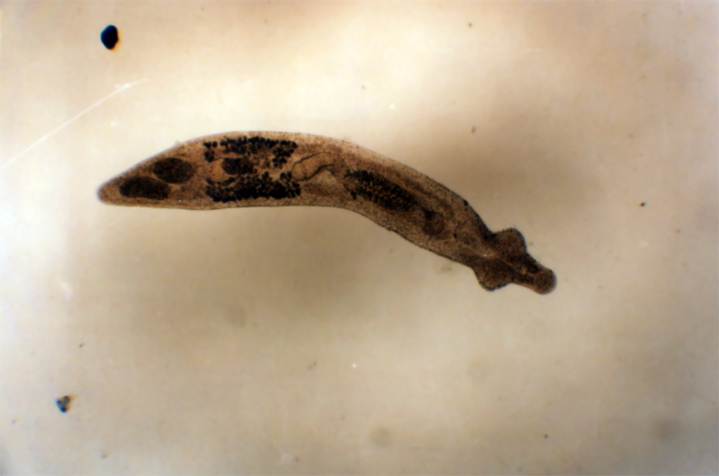 Ver plat (plathelminthe) du genre <em>Deropristis</em>.  C'est un trématode parasite des poissons, avec des mollusques comme hôtes intermédiaires. Il s'attache à son hôte à l'aide d'une ventouse musculeuse. Le tube digestif ne comprend qu'une seule ouverture ventrale, qui joue le rôle de bouche et d'anus.