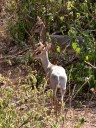 Le Dik-Dik (Mammifères, Artiodactyles, Bovidés, <em>Madoqua kirki</em>), ravissante antilope de la taille d'un grand lièvre, prospère dans les steppes arbustives. Grâce à se petitesse, cet animal peut brouter dans les sous-bois et atteindre des zones peu accessibles aux grands ruminants mangeurs de feuilles. [7495 views]