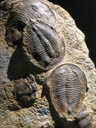 Fossile de trilobite du genre <em>Dikelokephalina</em>, assez répandu au début de l'Ordovicien. Chaque spécimen mesure environ 25 cm de longueur.  [23019 views]
