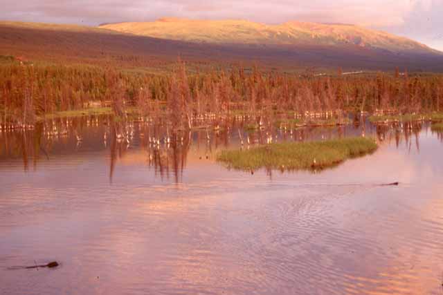 Un étang en Alaska. Deux castors le sillonnent. Au fond paysage de taïga. La photo est prise à 23h30.