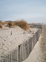 Aménagements de dunes. Les barrières de bois permettent de limiter l'accès aux dunes végétalisées (tamaris, oyat...) favorisant ainsi leur maintien par ensablement aéroporté (le vent du sud et le mistral assurent l'approvisionnement constant en sable fin. Ces dunes protègent efficacement la plage de l'érosion et maintiennent une biodiversité importante. [29634 views]