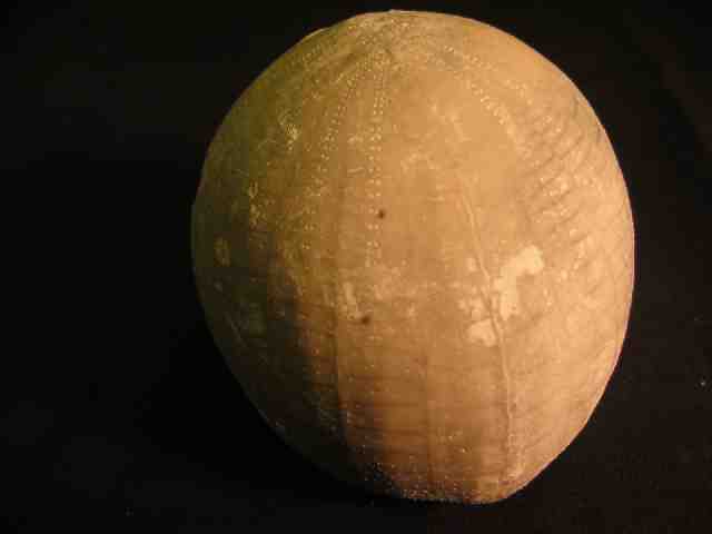 Fossile d'oursin irrégulier, <em>Echinochoris sp.</em> - 7 à 8 cm. Le test allongé est grand et conique, souvent aplati au sommet. On voit la face postérieure de l'animal. Trouvé dans une carrière de craie (Campanien - Crétacé supérieur - Ere  secondaire).