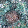 Cette roche est une éclogite à grenat (rose) et jadéite (verte). On peut trouver des traces de plagioclase blanc et d'amphibole (noir-bleu nuit) : la glaucophane. <br /> Cette roche appartient au faciès « éclogite » et, par sa composition, provient de la transformation d'un gabbro. <br /><br />   Cette photographie est proposée dans le cadre d'une évaluation de la quantité d'eau contenue dans la roche (depuis le gabbro de dorsale jusqu'à l'éclogite) par l'utilisation du logiciel Mesurim.  <a href='https://svt.enseigne.ac-lyon.fr/spip/spip.php?article392'>Lien avec le dossier pédagogique</a>.<br /><br />    Mots clefs : métagabbro - éclogite - mesurim -  lithosphère - subduction - plagioclase - glaucophane - grenat - jadéite [29090 views]
