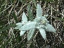 Fleur d'edelweiss (<em>Leontopodium alpinum</em>). [14520 views]