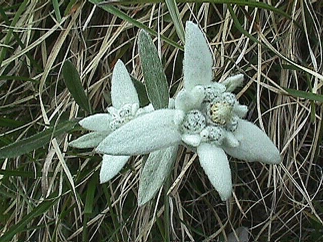 Fleur d'edelweiss (<em>Leontopodium alpinum</em>).