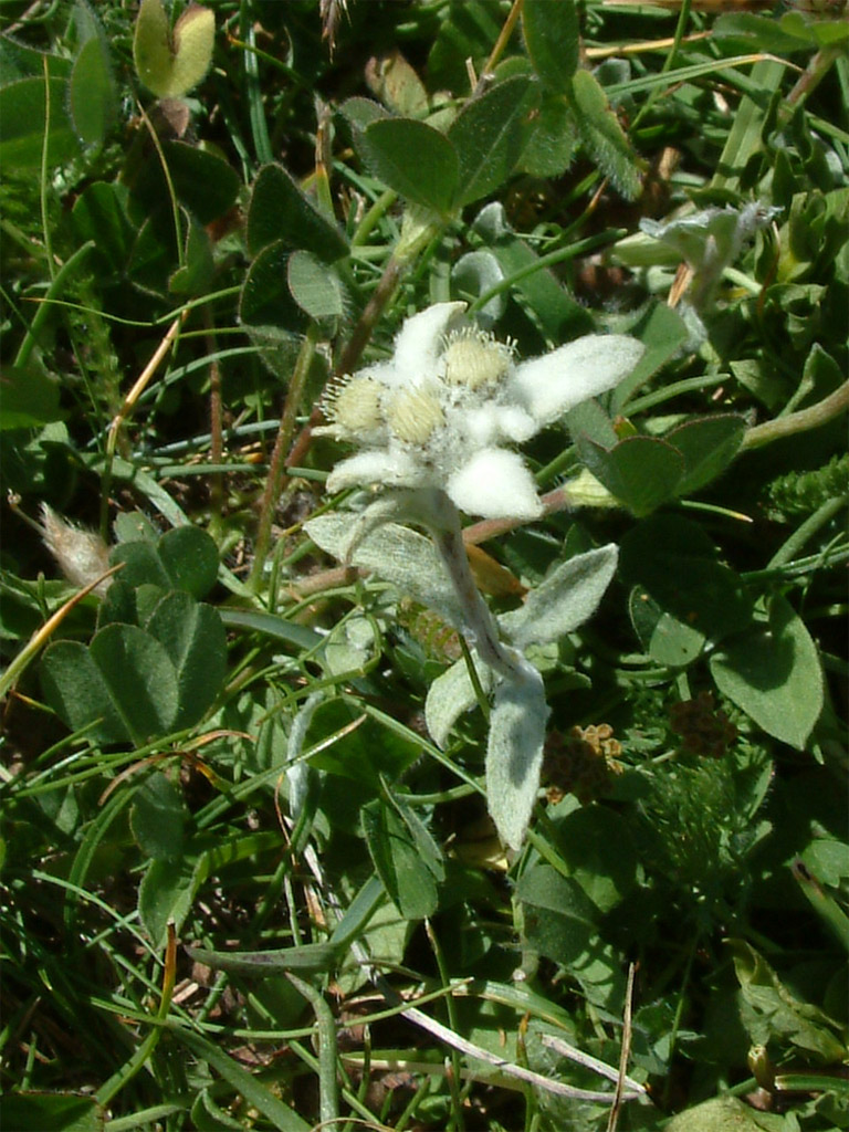 Fleur d'edelweiss (<em>Leontopodium alpinum</em>).
