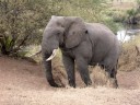 L'éléphant d'Afrique (Mammifères, Proboscidiens, Eléphantidés, <i>Loxodonta africana</i>) est plus grand que celui d'Asie et ses oreilles sont plus larges. Sa trompe et ses défenses sont également plus longues. C'est le plus gros animal terrestre vivant. Il mesure 4 mètres de haut et 7 mètres de long et peut peser plus de 5 tonnes. Les éléphants se nourrissent d'herbe, du feuillage des arbres, de fruits et d'écorce. Ils consomment plus de 200 kilos de végétaux et boivent jusqu'à 180 litres d'eau par jour. Les éléphants déracinent également les arbres dont ils mâchent ensuite les racines. <a href='http://svt.enseigne.ac-lyon.fr/spip/spip.php?article24' target='_blank'> Voir l'article sur les proboscidiens</a>. [37900 views]
