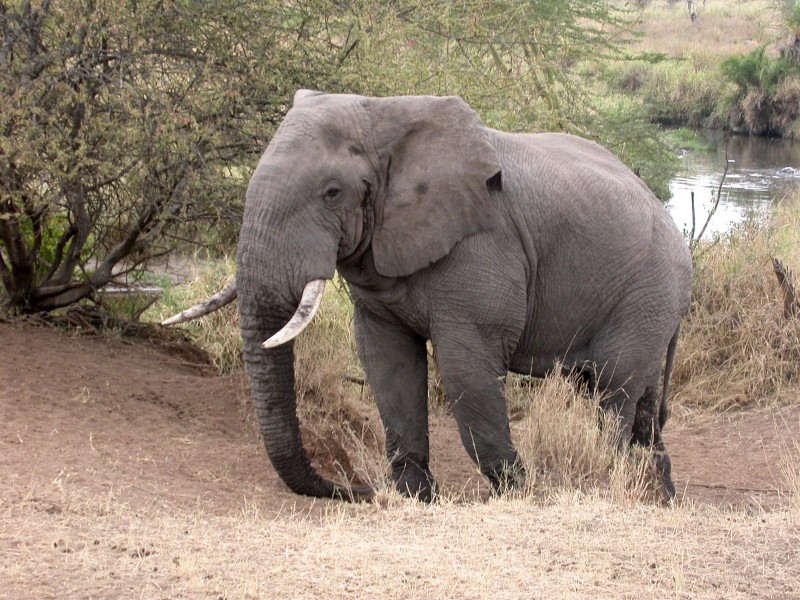 L'éléphant d'Afrique (Mammifères, Proboscidiens, Eléphantidés, <i>Loxodonta africana</i>) est plus grand que celui d'Asie et ses oreilles sont plus larges. Sa trompe et ses défenses sont également plus longues. C'est le plus gros animal terrestre vivant. Il mesure 4 mètres de haut et 7 mètres de long et peut peser plus de 5 tonnes. Les éléphants se nourrissent d'herbe, du feuillage des arbres, de fruits et d'écorce. Ils consomment plus de 200 kilos de végétaux et boivent jusqu'à 180 litres d'eau par jour. Les éléphants déracinent également les arbres dont ils mâchent ensuite les racines. <a href='http://svt.enseigne.ac-lyon.fr/spip/spip.php?article24' target='_blank'> Voir l'article sur les proboscidiens</a>.