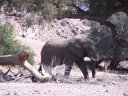Eléphant d'Afrique (Mammifères, Proboscidiens, Eléphantidés, <em>Loxodonta africana</em>). Celui-ci fait partie de quelques centaines d'éléphants dits "du désert" vivant le long de la rivière Huab en Namibie sans communication avec d'autres populations car isolés par le désert. [6331 views]