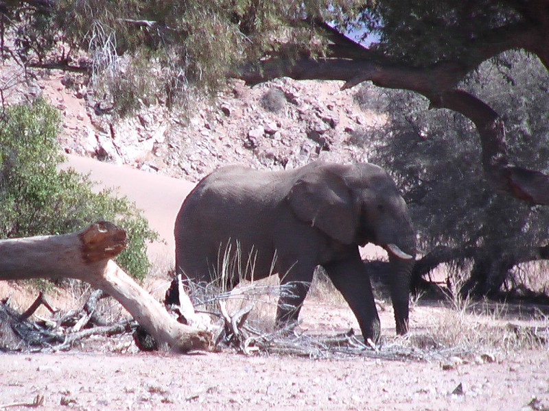 Eléphant d'Afrique (Mammifères, Proboscidiens, Eléphantidés, <em>Loxodonta africana</em>). Celui-ci fait partie de quelques centaines d'éléphants dits "du désert" vivant le long de la rivière Huab en Namibie sans communication avec d'autres populations car isolés par le désert.