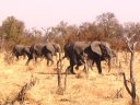 Troupeau d'éléphants dans la savane. [32083 views]