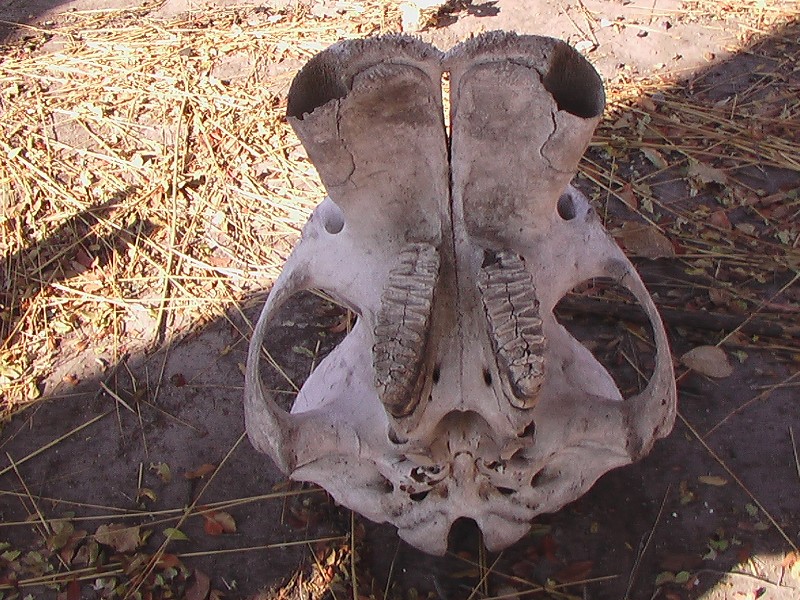 Crâne d'éléphant, vue inférieure. Voir <a href='https://phototheque.enseigne.ac-lyon.fr/photossql/photos.php?RollID=images&FrameID=elephant_crane1'>détail des molaires photo suivante</a>.