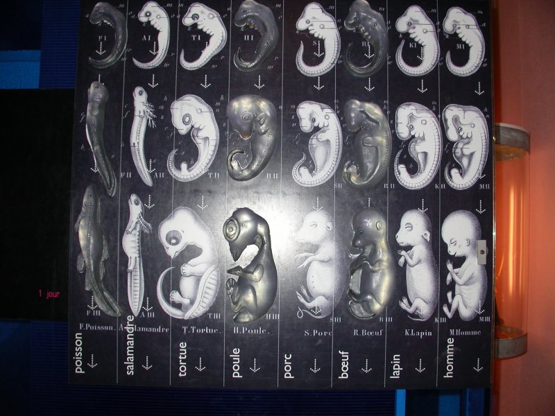 Malgré des différences importantes, tous les embryons des Vertébrés passent par un stade commun où ils se ressemblent beaucoup.