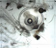 Zooplancton : embryon de poisson, faisant partie du zooplancton temporaire. Cet embryon de poisson est prisonnier d'une exuvie de balane adulte, ce qui nous permet d'évaluer sa taille (diamètre de 1 mm environ). On observe nettement la gouttelette d'huile lui permettant de flotter entre deux eaux. Photo prise au microscope (X 10) et retravaillée avec le logiciel combineZP.
 [6541 views]