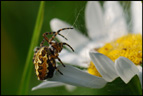 Arachnida, Araneidae, <em>Aculepeira ceropegia</em> ou <em>Araneus ceropegius</em> : épeire des bois ou épeire feuille de chêne (à cause du motif sur son abdomen). [3728 views]