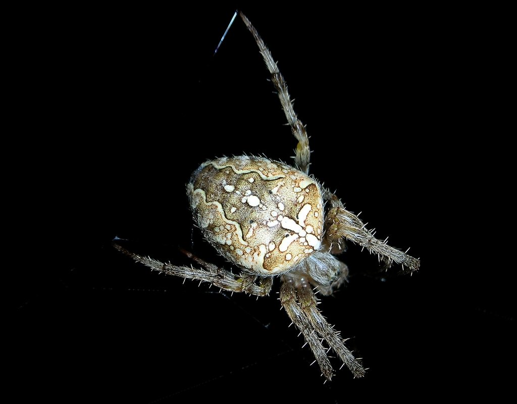 L'épeire diadème (<em>Araneus diadematus</em>), ou araignée porte croix. Elle tient son nom du dessin en forme de croix sur son abdomen. Elle refait sa toile tous les jours car elle ne peut pas la réparer.