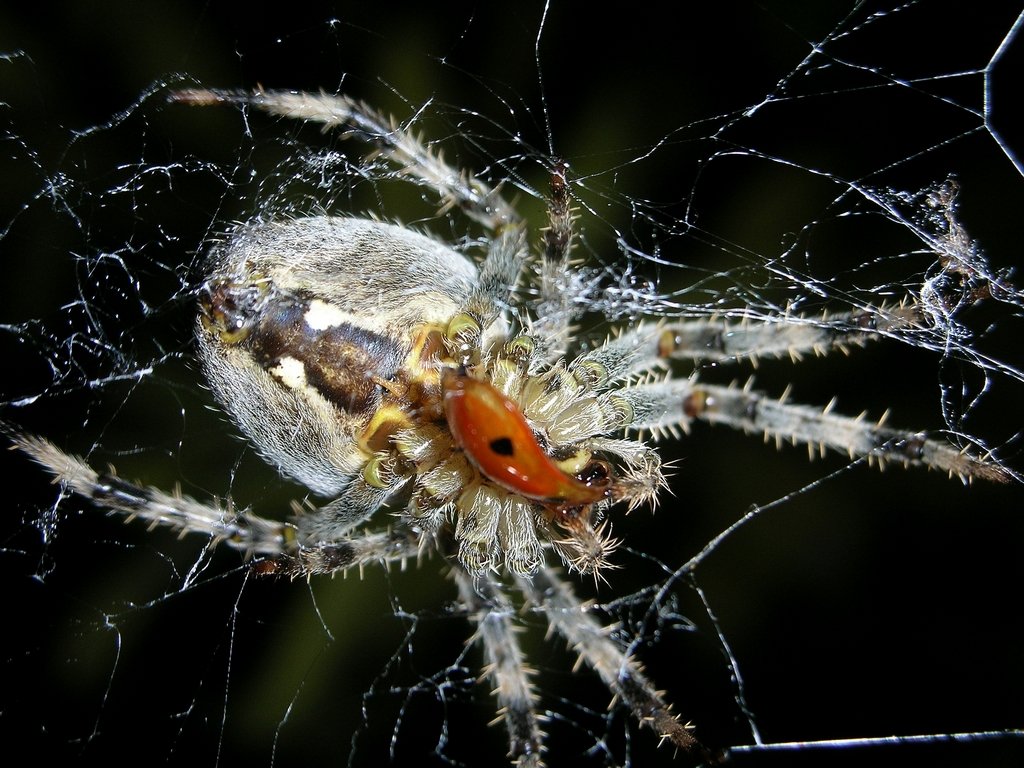 L'épeire diadème (<em>Araneus diadematus</em>), ou araignée porte croix. Elle tient son nom du dessin en forme de croix sur son abdomen. Elle refait sa toile tous les jours car elle ne peut pas la réparer. On peut voir les restes des élytres d'une coccinelle sur la face ventrale.