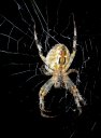 L'épeire diadème (<em>Araneus diadematus</em>), ou araignée porte croix. Elle tient son nom du dessin en forme de croix sur son abdomen. Elle refait sa toile tous les jours car elle ne peut pas la réparer. [9393 views]