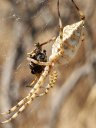 L'Epeire lobée (<em>Argiope lobata</em> (Pallas), Aranea, Araneidae). Plus grosse que sa cousine (<em>A. bruennichi</em>), elle est aussi plus méridionale et aime les garrigues et autres herbes sèches. Sa grande et robuste toile y capture toute sorte d'Insectes. [5584 views]