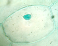 Cellule d'épiderme d'oignon ; coloration vert de méthyl acétique. [19377 views]