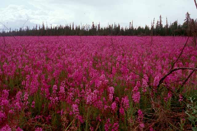 La toundra près du cercle polaire en Alaska. La floraison se fait sur une courte période (en juillet), mais quelle abondance. Des épilobes (<em>Epilobium angustifolium</em>) à perte de vue. La photo est prise à minuit.