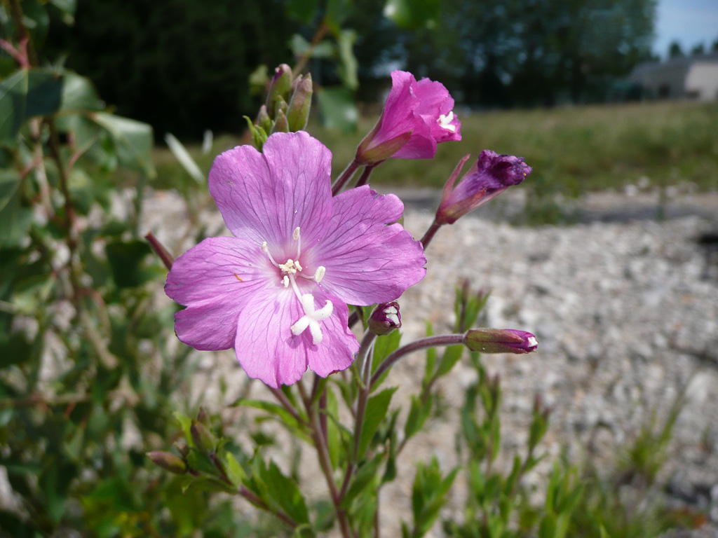 Epilobe hirsute ou épilobe à grandes fleurs (<em>Epilobium hirsutum</em>), famille des Onagracées.
