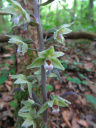 épipactis pourpre (<em> Epipactis veridiflora</em>), orchidée des bois très ombragés sur sols acides (hêtraies à sols nus).  [25015 views]