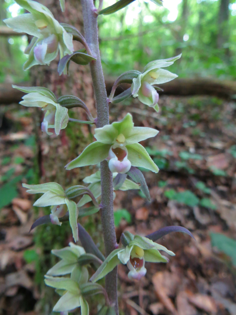 épipactis pourpre (<em> Epipactis veridiflora</em>), orchidée des bois très ombragés sur sols acides (hêtraies à sols nus). 