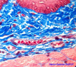 Base de l'œsophage de Souris (objectif x100).  La photo a été prise à la base de l'épithélium de l'œsophage.   De haut en bas on observe :<ul>  <li> la couche de cellules basales de l'épithélium pavimenteux pluristratifié : c'est la zone de renouvellement cellulaire, caractérisée par la présence de nombreux noyaux de cellules ;</li>  <li> une épaisse zone colorée en bleu : c'est une couche de tissu conjonctif relativement dense et compacte, dans laquelle on observe ça et là des noyaux de fibroblastes, et également plusieurs capillaires sanguins, contenant des hématies : c'est le tissu de soutien et nourricier de l'épithélium ;</li>  <li> une couche de muscle en coupe transversale : on observe les fibres musculaires regroupées en faisceaux ; c'est du muscle strié car la coupe a été réalisée dans le premier tiers supérieur de l'œsophage. Cette couche musculaire permet de contracter ou dilater l'œsophage afin de faciliter le passage des aliments. Coupée plus postérieurement, cette zone aurait été constituée de muscle lisse, comme dans la totalité de l'appareil digestif.</li></ul>   <br />Coloration trichromique de Masson modifiée : le bleu d'aniline  acétique (qui colore le collagène), remplace le vert lumière.  Les noyaux des cellules sont colorées par l'Hématoxyline de Groat, les  cytoplasmes par un mélange de fuchine acide, ponceau de xylidine, et  donc bleu d'aniline acétique. [9866 views]