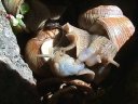 Accouplement chez l'escargot (hermaphrodisme). [39202 views]