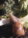 <em>Helix pomatia</em>, Escargot de bourgogne, Mollusque, Gasteropode. [11976 views]