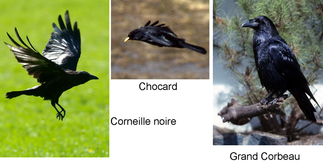 La Corneille noire (<em>Corvus corone</em>), le Chocard (<em>Pyrrhocorax graculus</em>) et le Grand Corbeau (<em>Corvus corax</em>)  <br />Classification : Tétrapodes / 	Amniotes / Sauropsides / Diapsides / Archosauriens  Oiseaux / Passériformes